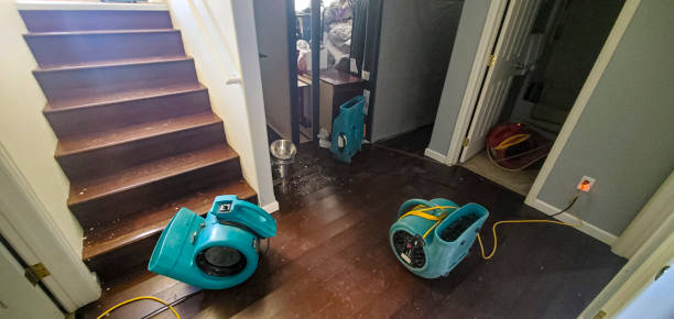 Best Professional water damage repair  in Dundee, FL