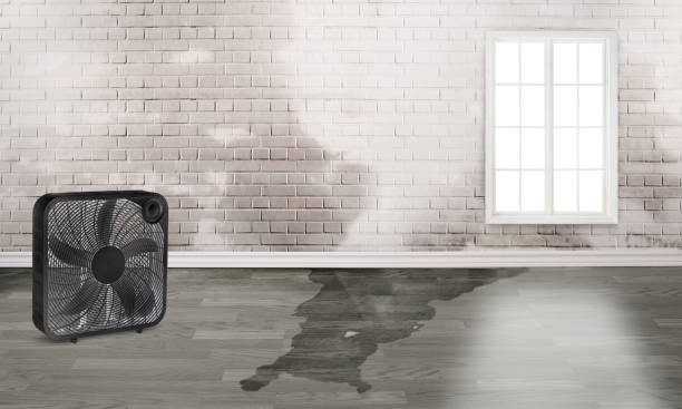 Best Ceiling water damage repair  in Dundee, FL